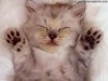 cats0001[1].jpg