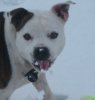 deegan in snow 21022010 005.JPG
