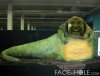 slimy git.jpg