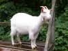 goat-1.jpg