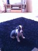 ImageUploadedByTapatalk1328359517.228554.jpg