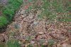 find_the_cat_in_the_mud.jpg