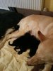 Star n pups.jpg