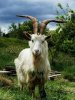 Irish_Goat.jpg